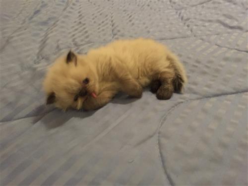 قطط للبيع هملايا