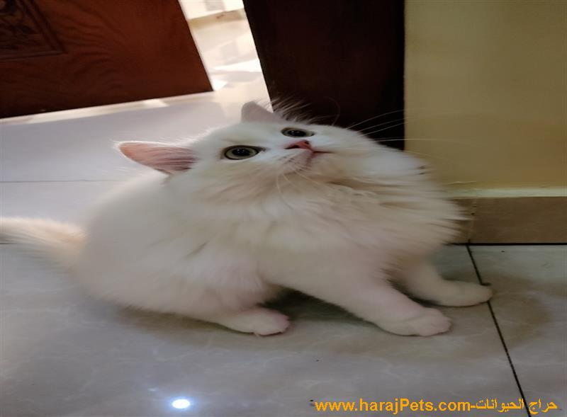 قط شيرازي ذكر للبيع