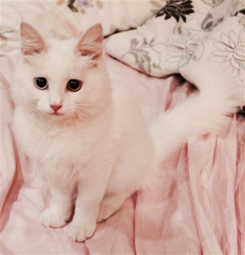 قطة بيضاء شيرازي للبيع - ٣ شهور - جدة