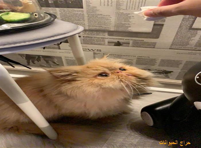 قط بيكي فيس ذكر