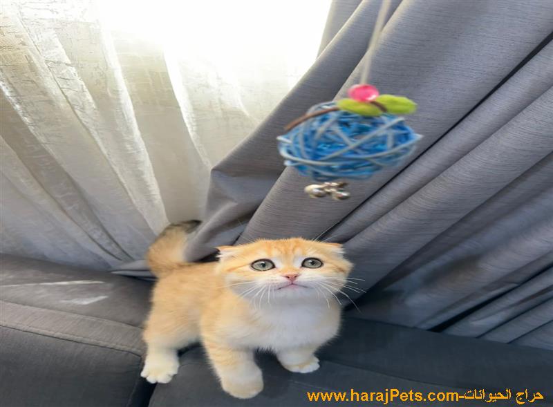 قط سكوتش تربل فولد جواد