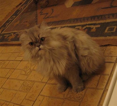 قطة شيرازية بيور للبيع