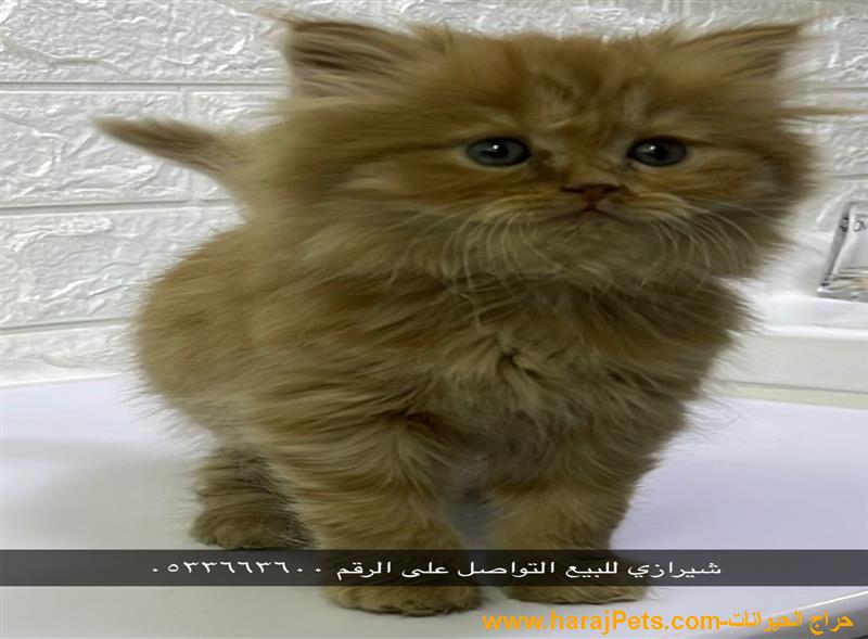 شيرازية عمرها ٥٠ يوم لعوبة ومرحه للبيع مستعجل