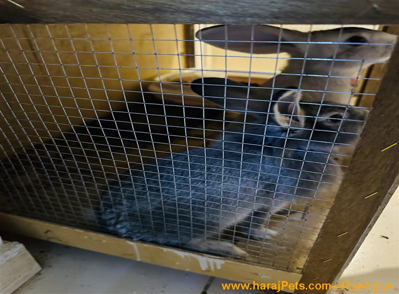 أرانب للبيع