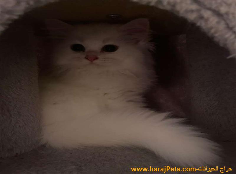 قطط للبيع | للبيع قطط | كتن للبيع | شيرازي | هميالايا