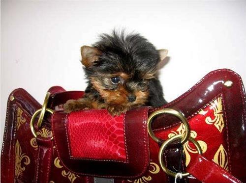 Small Yorkie Puppies For Sale