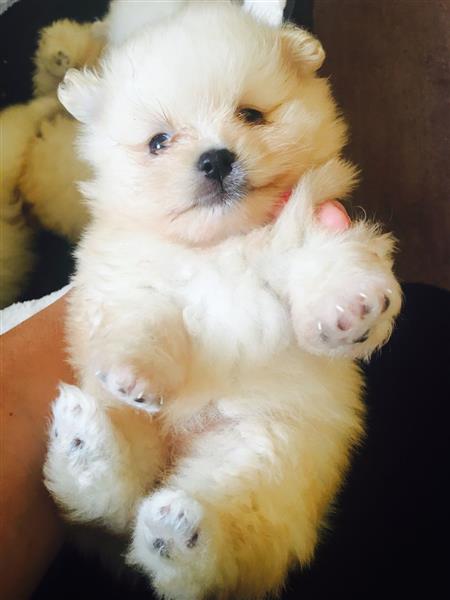 Tiny Pomeranian Puppies Ready For Sale