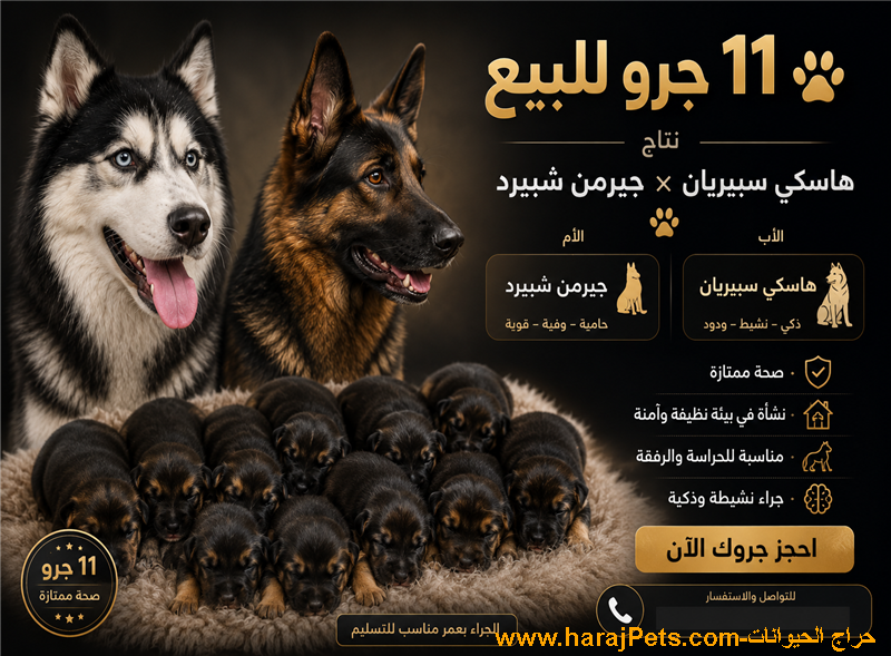 ١١ جرو للبيع الام جيرمن الاب هاسكي