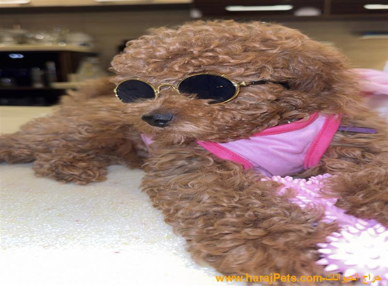 توي بودل - Toy Poodle