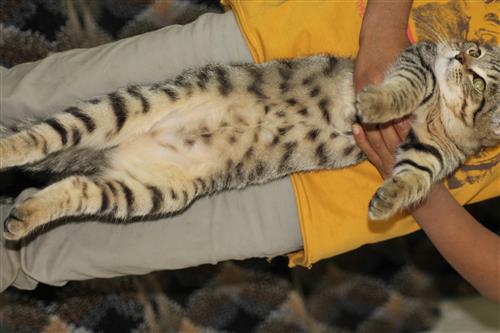 قطط للبيع لظرورة السفر بسعر مغري