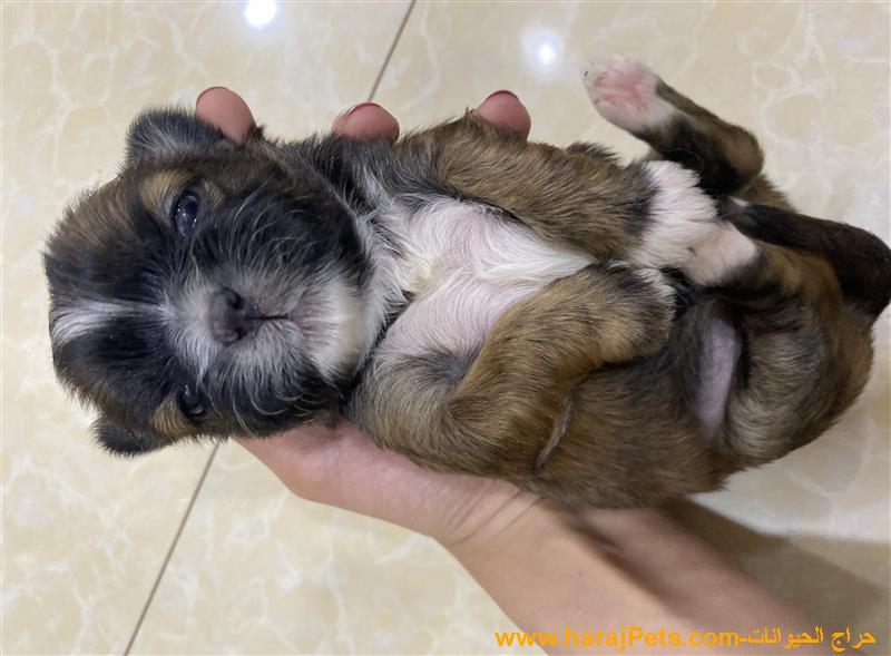 جراوي شيتزو