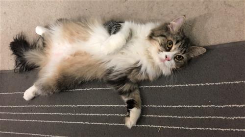 قطة شيرازي انثى و قط شيرازي ذكر للبيع