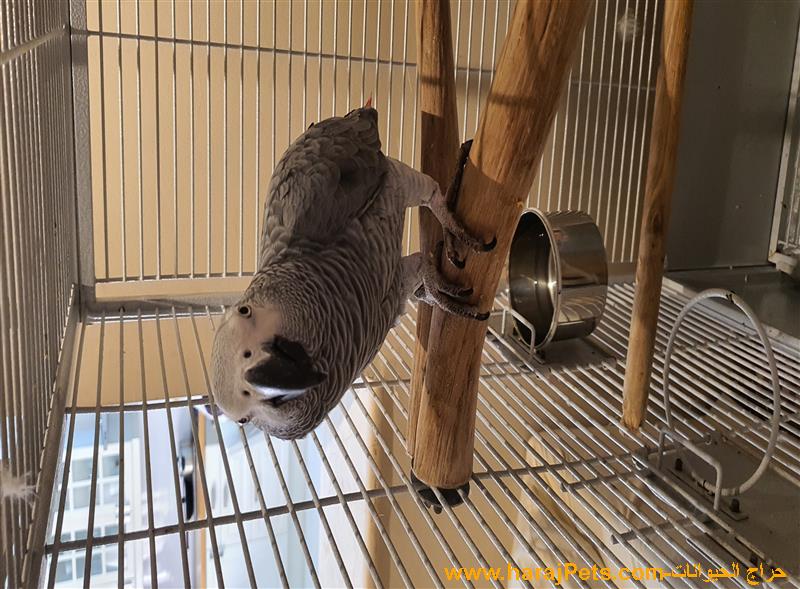 طائر كاسكو للبيع  -  كبير 8 سنوات