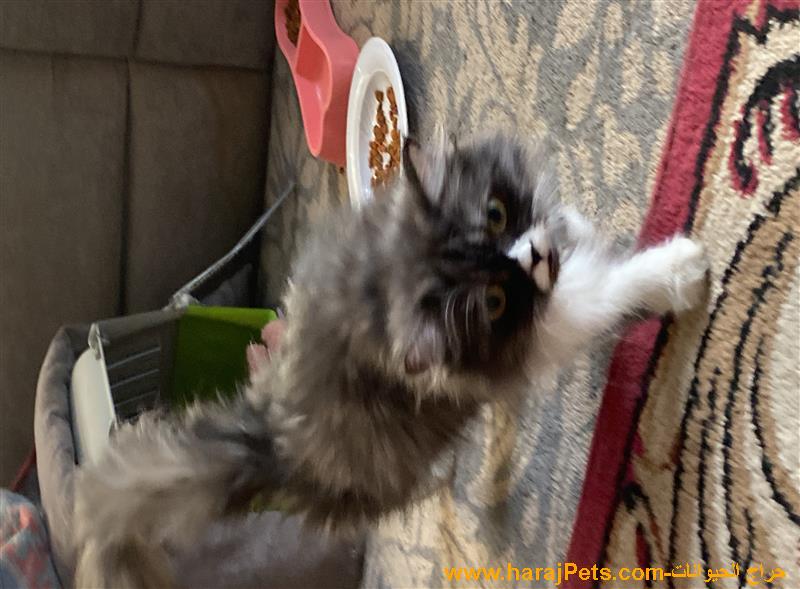 قطه معها اربعه اعمارهم اقل من اسبوع