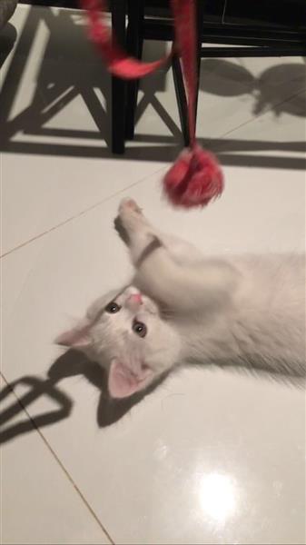 قطة شيرازية امريكية للبيع