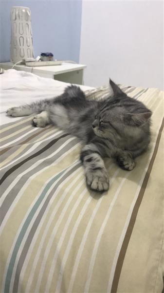 بسة تركية للبيع عمرها شهرين