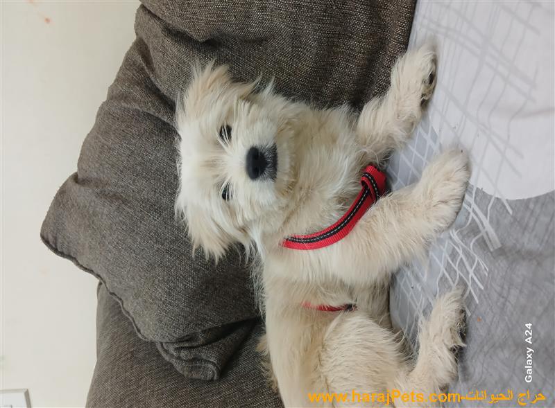 عرض تبنى كلب مالتيزر فرنسى عُمر 5 شهور