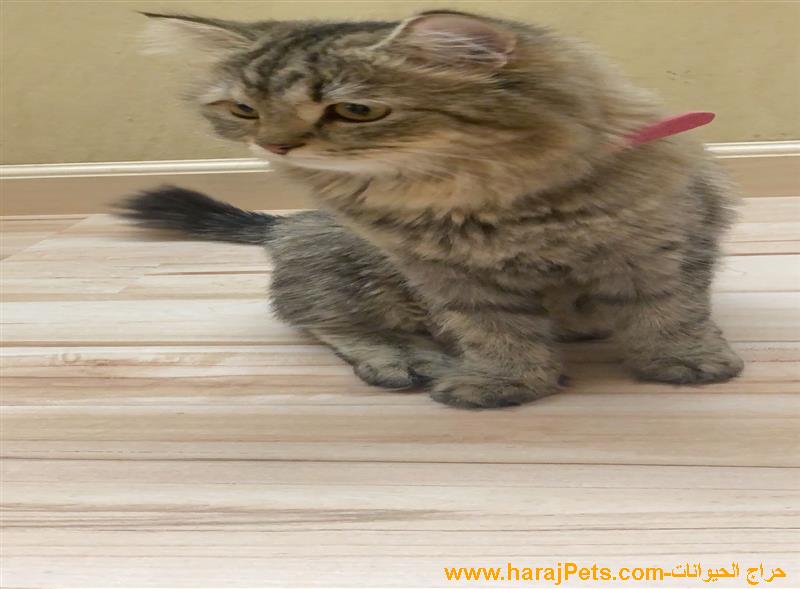 قطه شيرازي تايقر