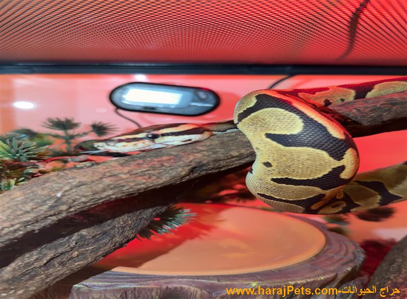 بول بايثون هيت بايد