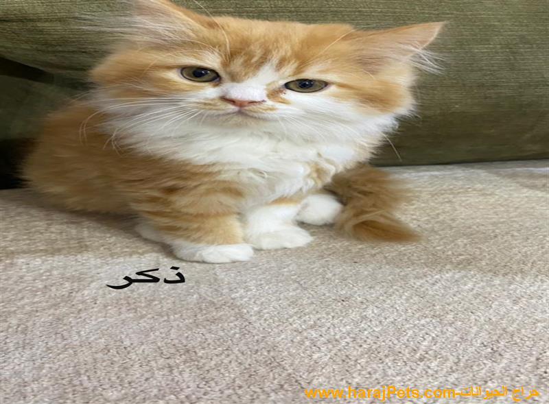 قطط هملايا انتاج روعه