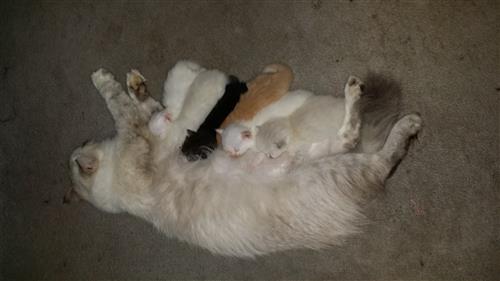 6 قطط جميلة للبيع