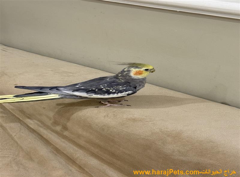 طيور كروان ذكور