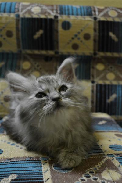 كيتين شيرازي تايجر عمر شهرين و نصف ذكر و انثي سعر الكيتين 500 ريال