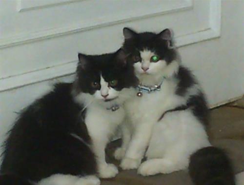 قطتين شيرازي للبيع