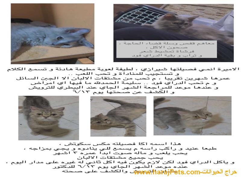 قطتين للبيع