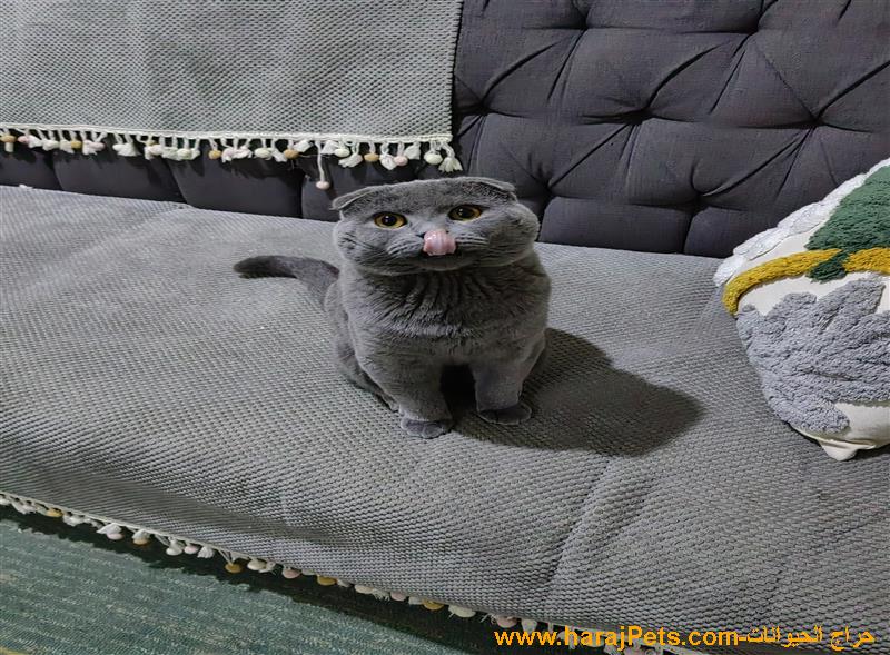 بريتش سكوتش فولد