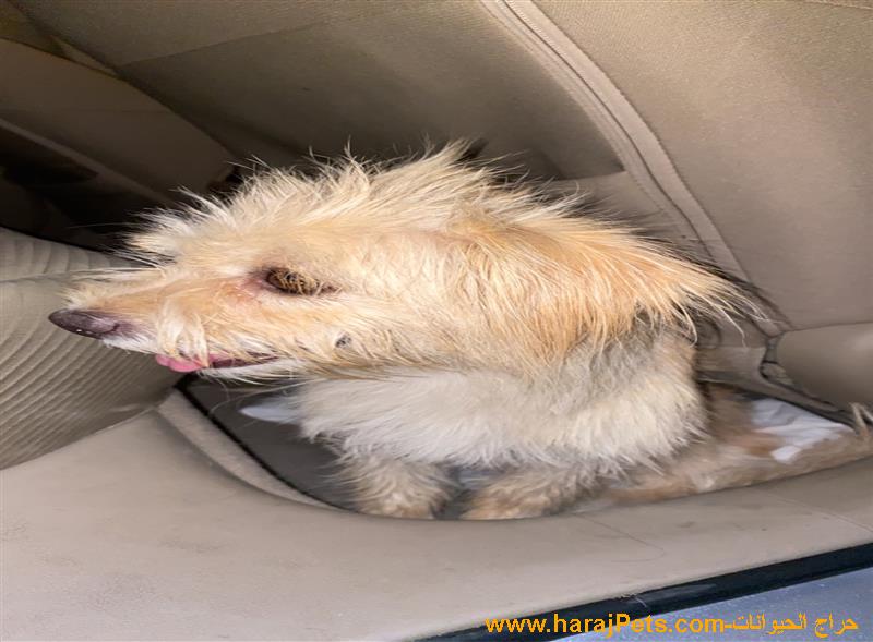 كلب مالتيز للبيع