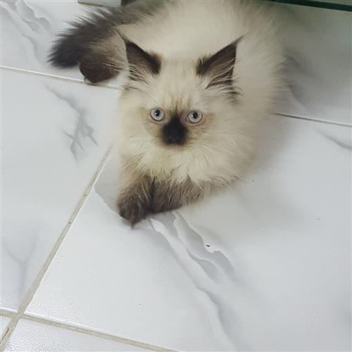 قط شيرازي للبيع