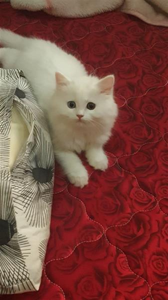 قطط شيرازيات صغار للبيع