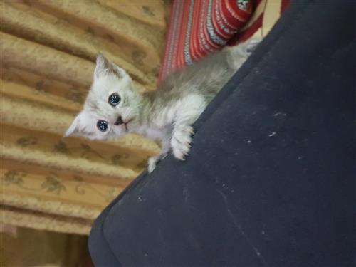 قطط صغار للبيع