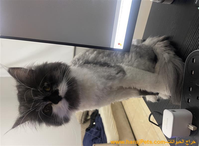 قطه للبيع من اب شيرازي وام راغدول مهجن - انثى Cat For Salem from ragdoul mother and shirazi father female