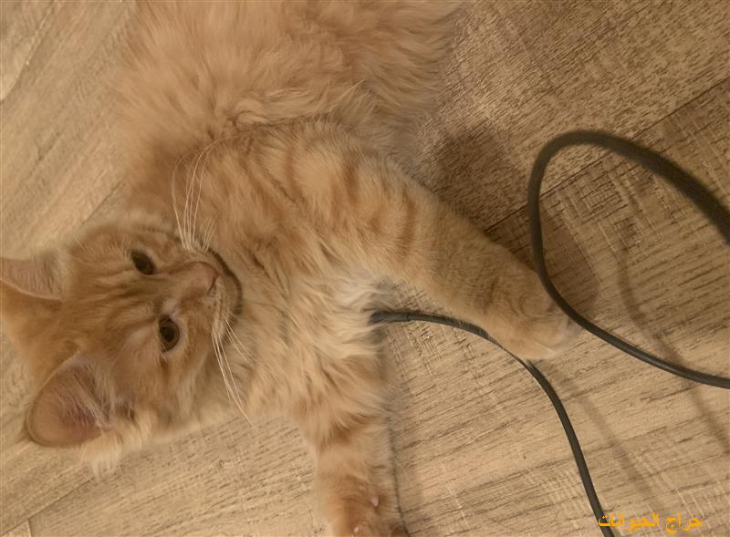 للبيع قطة شيرازية