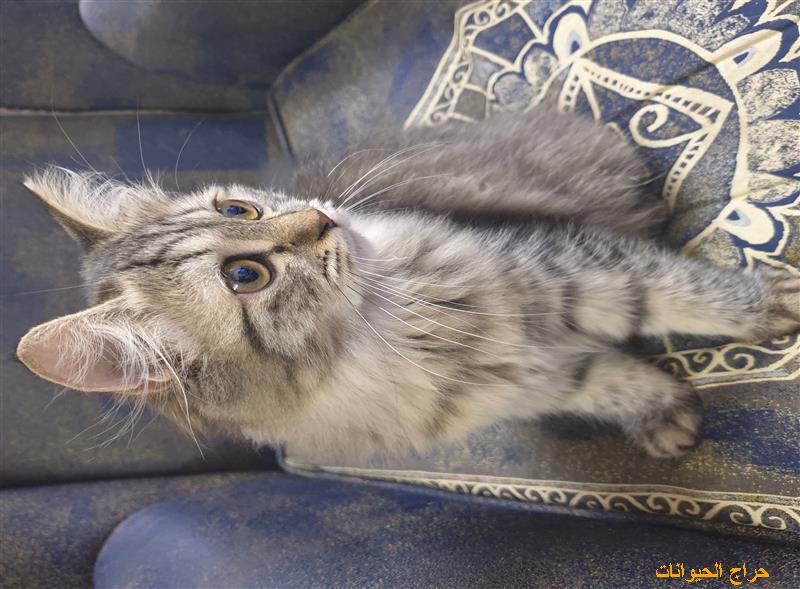 قط للتبني