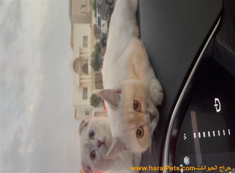 سكوتش فولد وسكوتش ستريت ذكر وأنثى اخوان ٥ شهور