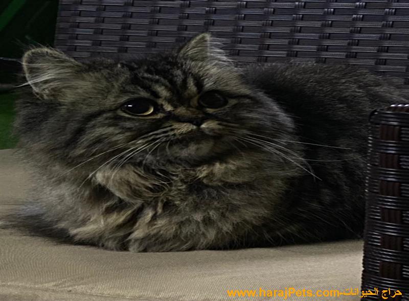 قطه للبيع