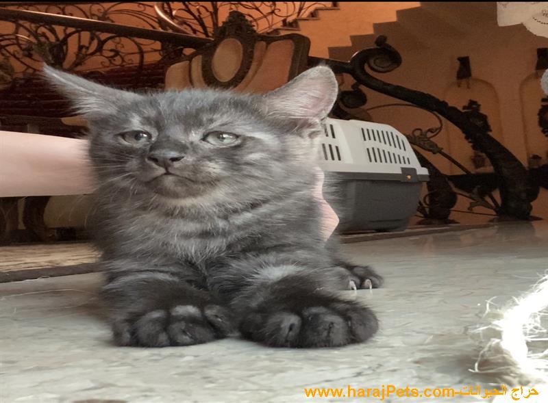 ٣ قطط للبيع كيتن