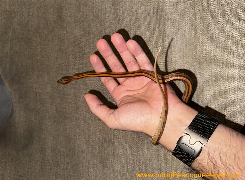 كورن سنيك تنفع تربية ماتعض وغير سامه تاكل مرا بالاسبوع