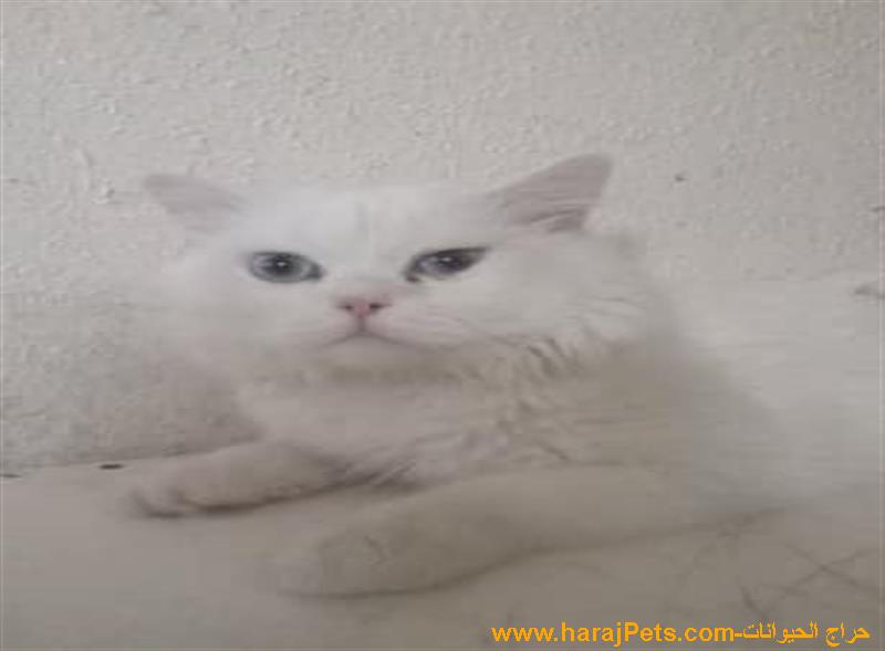 قط ذكر هيمالايا اورنج