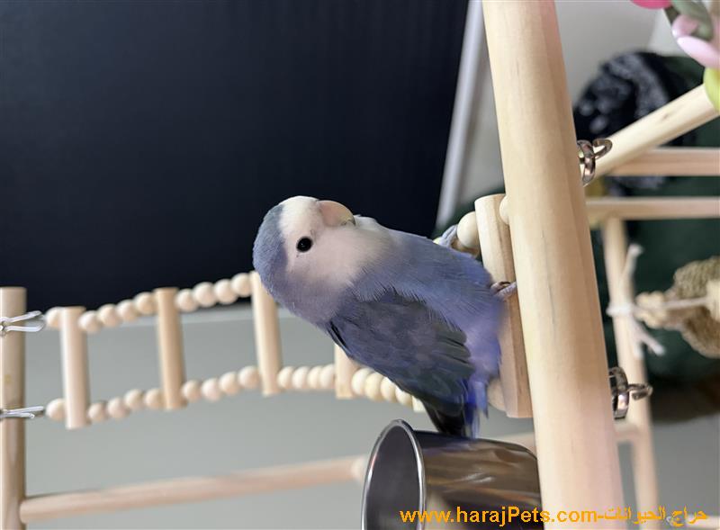 طير روز ازرق مع جميع ممتلكاته مستعجل