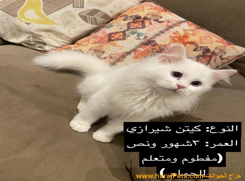 قطط للبيع