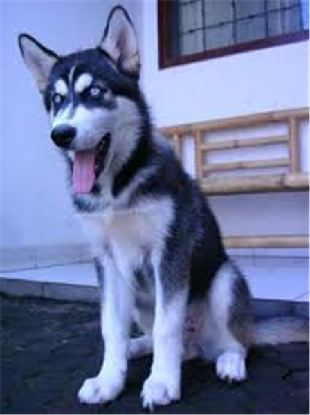 كلب هاسكى وارد من خارج بالباسبور و جميع التطعيمات