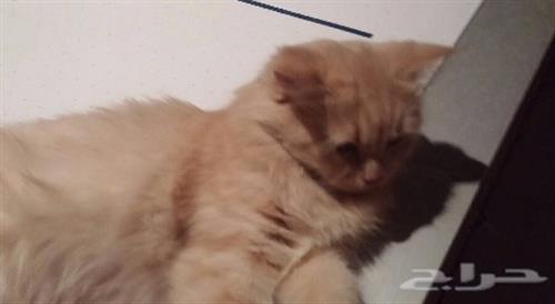 قطة شيرازي فرنسي العمر 5 اشهر