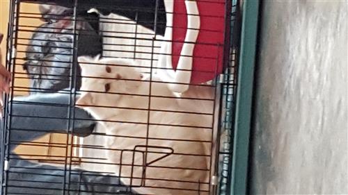 قطة شيرازية جميلة