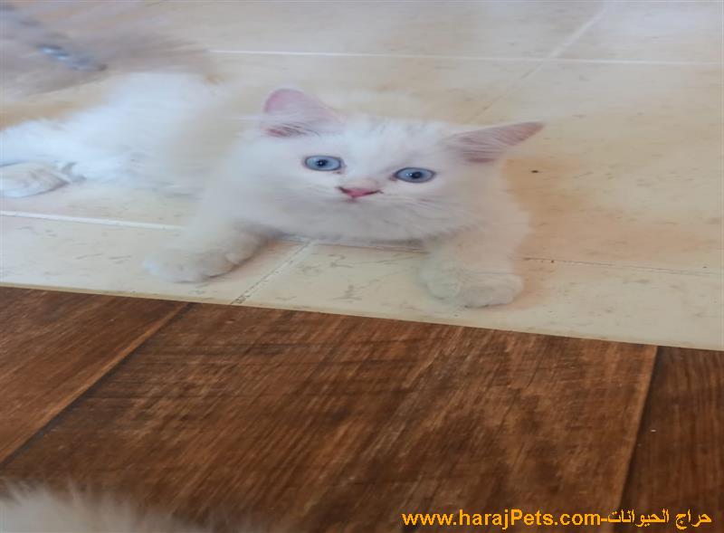 للبيع قطط شيرازيه صغار