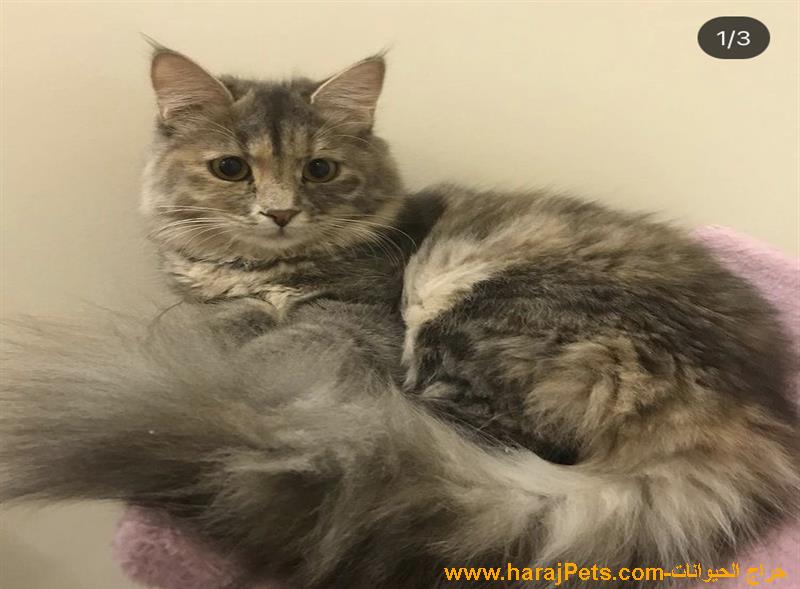 قطه تايقر شيرازي للبيع