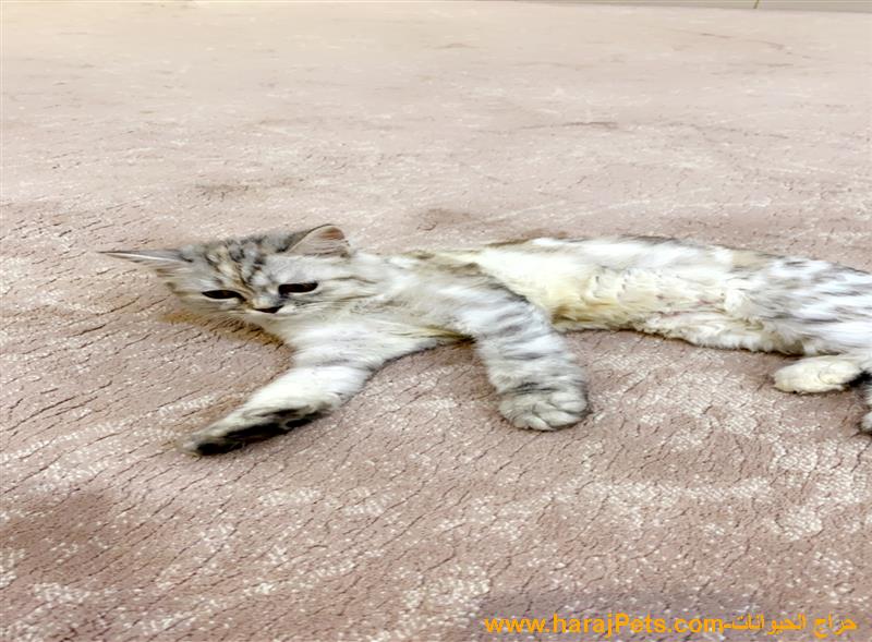 قطه شيرازيه للبيع